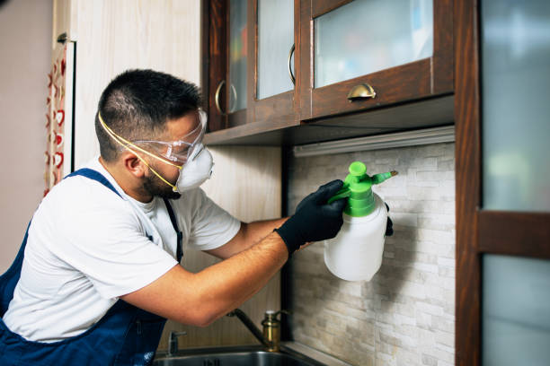 Insect Control in Covington, WA