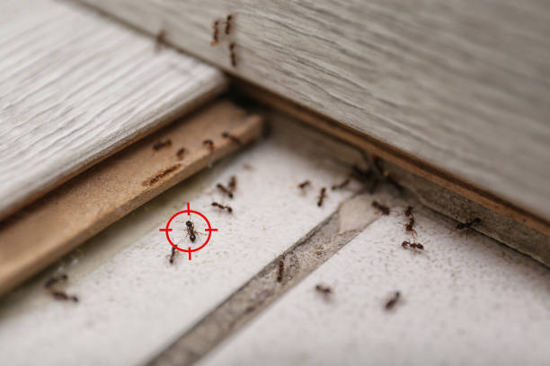 Best Commercial Pest Control Services  in Covington, WA