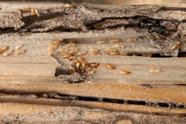 Reliable Covington, WA Pest Control Solutions
