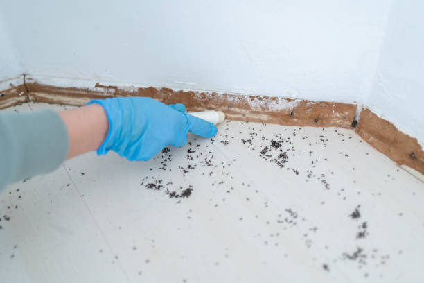 Best Affordable Exterminators  in Covington, WA